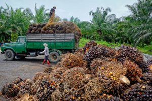 Palm Oil Business In Nigeria 